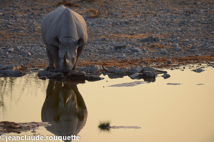 Halali camp - Etosha N.P.(Namibia 2013)