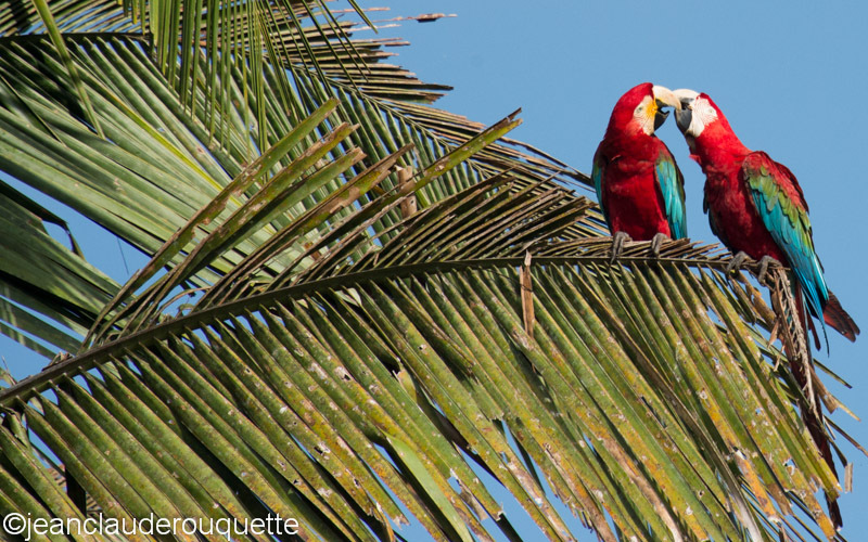 Red and Green Macaws - Manu national park (Peru 2015)