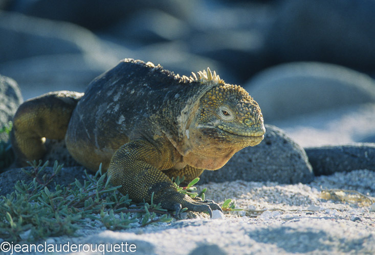 Land Iguana (North Seymour) - The Galapagos islands, Ecuador 2008