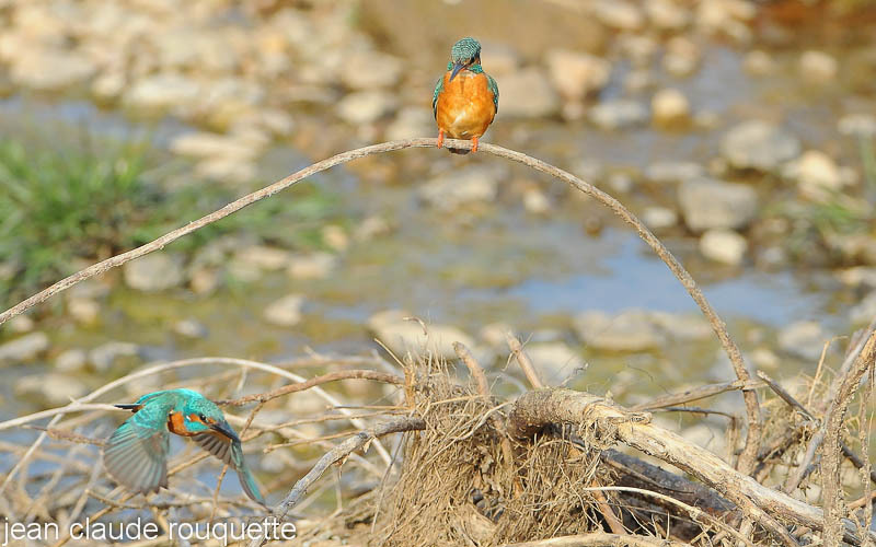 Common Kingfisher's couple. - Kanha and Corbet national parks (India 2011)