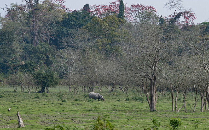Rhino central gate - Kaziranga National Park Noth East India 2025