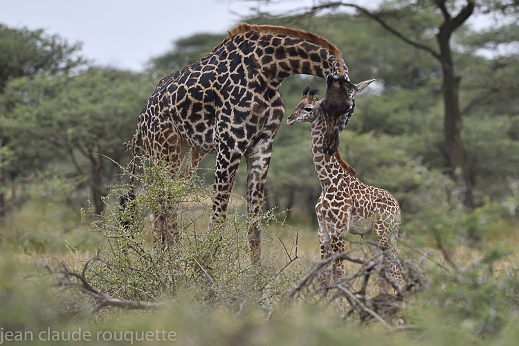 Mother and baby, N'Dutu - Serengeti N.P. and N'Gorongoro Tanzania 2018