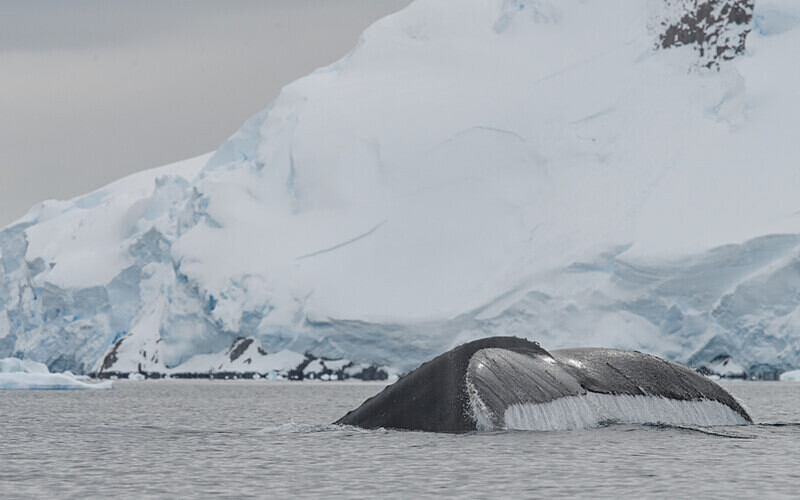  - Ushuaïa Malvinas South Georgia Antartica Peninsula