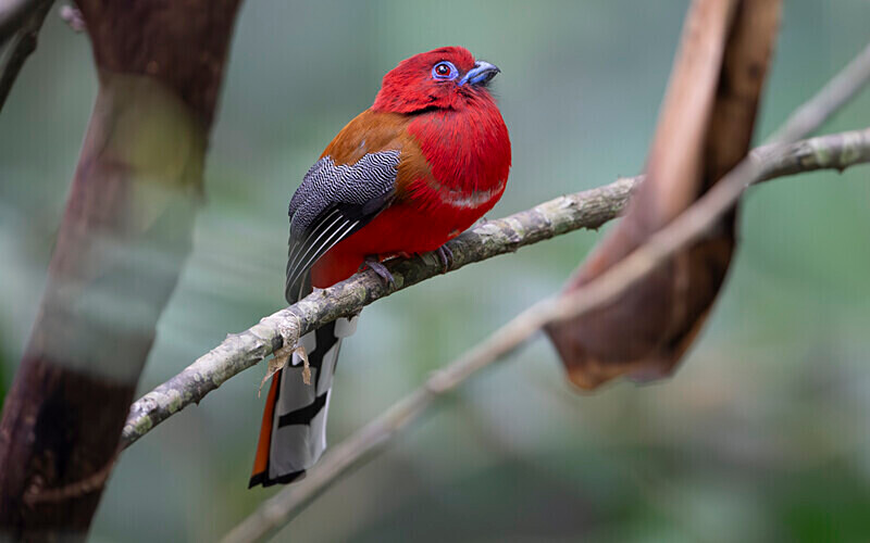 Red Headed Trogon male - Latpanchar