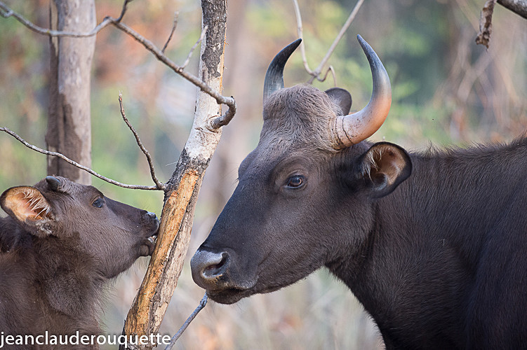 Gaur - Pench national park (India 2016)