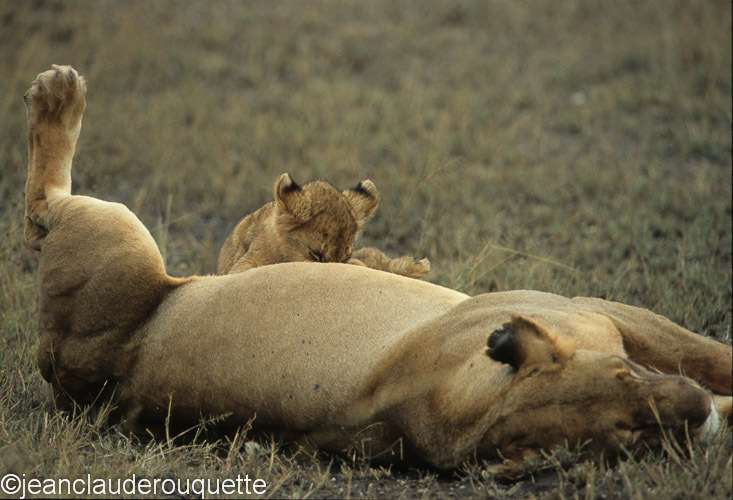 It's never enough!! - Serengeti N.P. and N'gorongoro Tanzania 1998, 2005 and 2006
