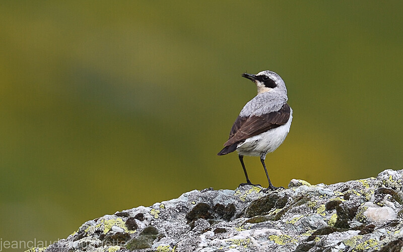 Traquet motteux (Vanoise) - Alpes 2021-2022 Gypaètes et Cerfs