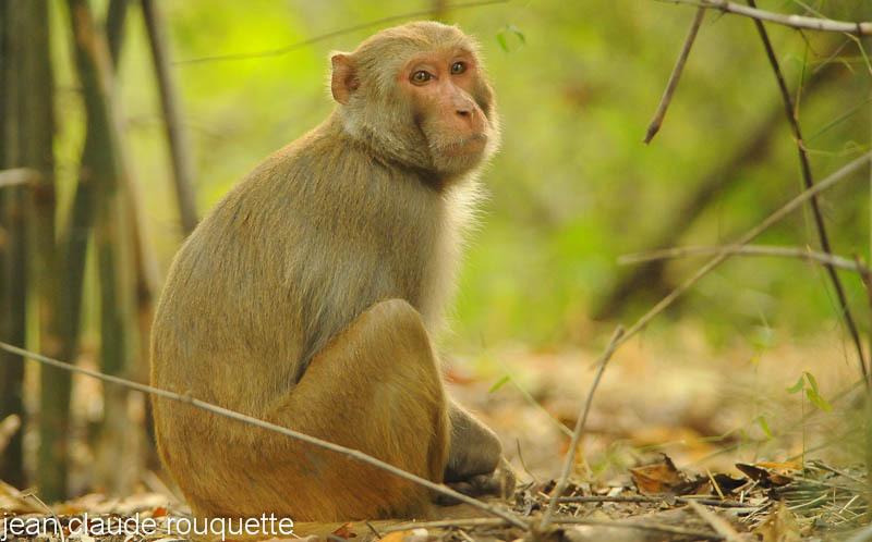 Rhésus Macaco. - Kanha NP and Bandhavgarh (India 2010)