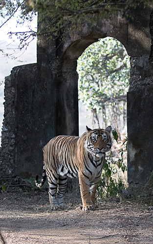  - Ranthambhore 2017