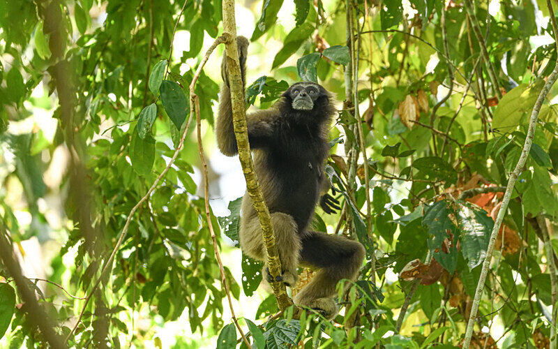 Tabin wildlife reserve - Sabah avril 2024 Borneo Malaisie