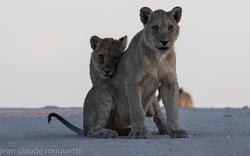  - Kgalagadi transfrontier park (2017)