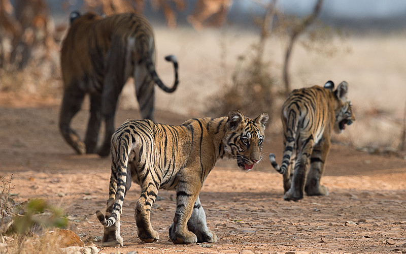  - Tadoba national park 2017