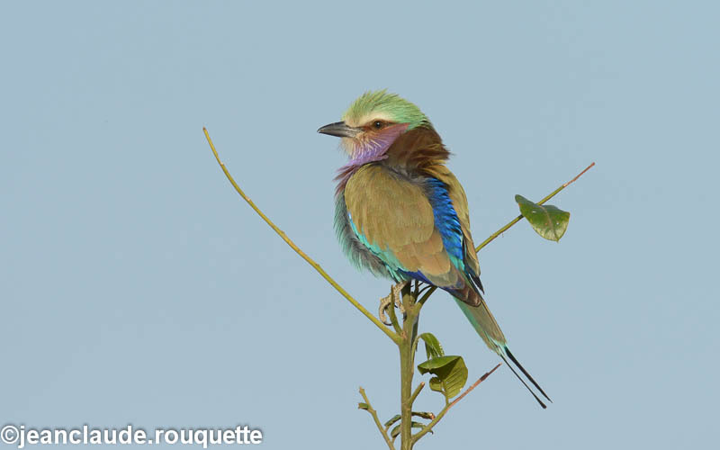 Lilac breasted roller - South Luangwa N.P. Zambia 2013