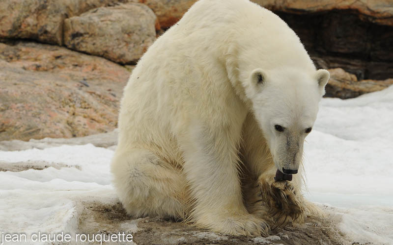 Polar bear. - Svalbard et Norvège 2011