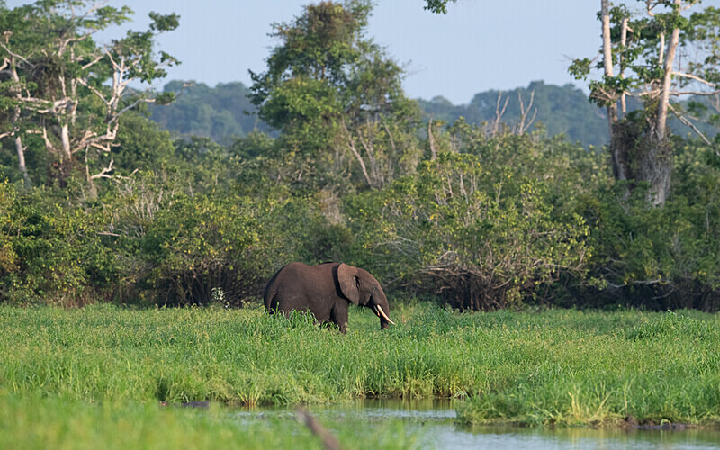  - Loango national park (Gabon 2024)