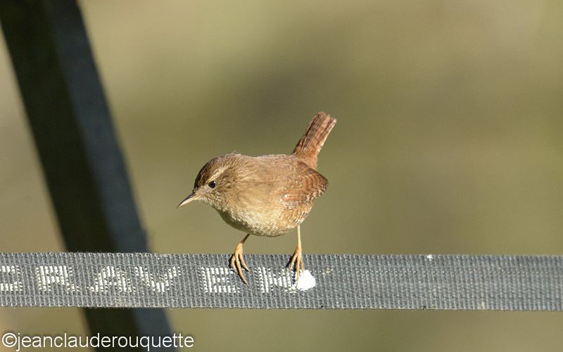 Troglodyte mignon - Méditerranée/ Mediterranean