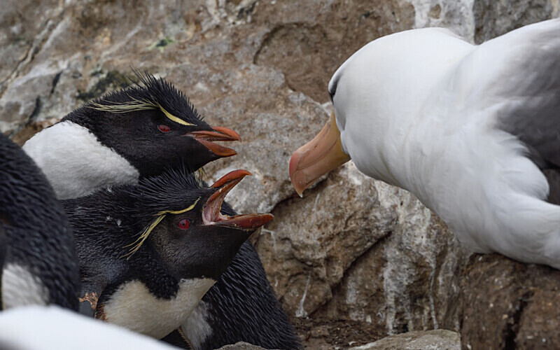 Rock-Hopper Penguin and Albatros fighting - Ushuaïa Malvinas South Georgia Antartica Peninsula