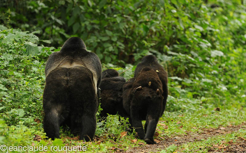 The family goes inside the forest. - Bwindi impenetrable forest Uganda 2012