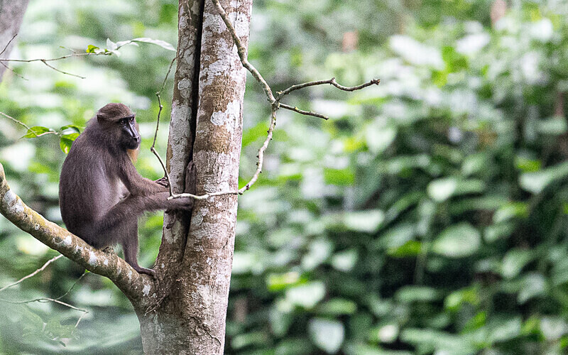 Mandrill - Parc national de La Lope (Gabon 2024)