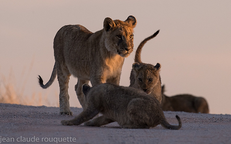  - Kgalagadi transfrontier park (2017)