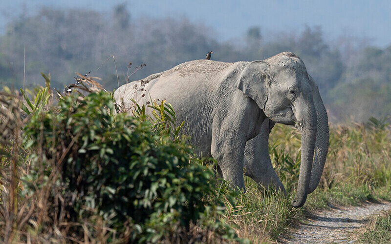 Elephants crossing - Manas National Park North East India 2025
