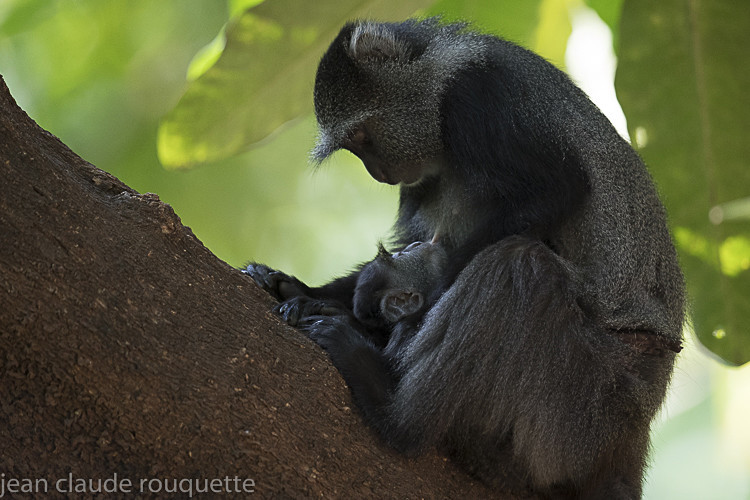 Mother feeding her baby - Serengeti N.P. and N'Gorongoro Tanzania 2018