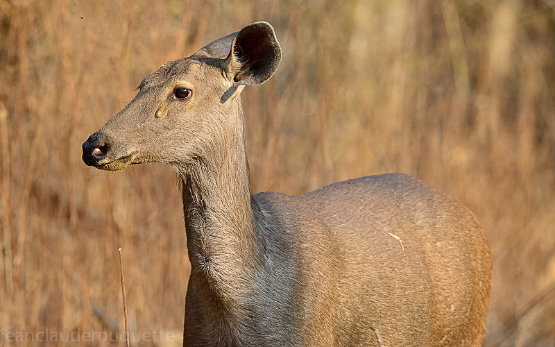 Female Sambar - Tadoba national park (India 2016)