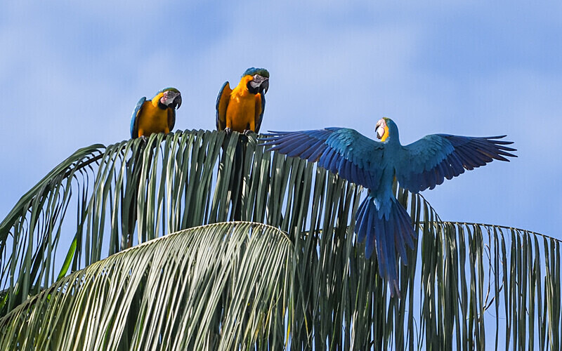 Blue and Yellow Macaw - Pacaya Samiria Pérou 2022