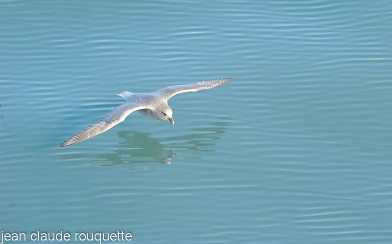 Fulmar - Svalbard et Norvège 2011