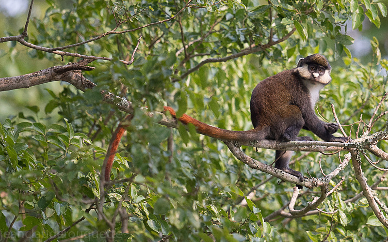 Murchison falls - Uganda 2016