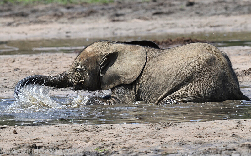  - Dzanga Sangha National Park (République Centrafricaine) 2019