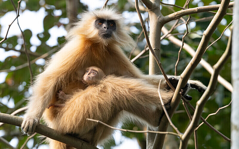 Golden Langur - Manas National Park North East India 2025