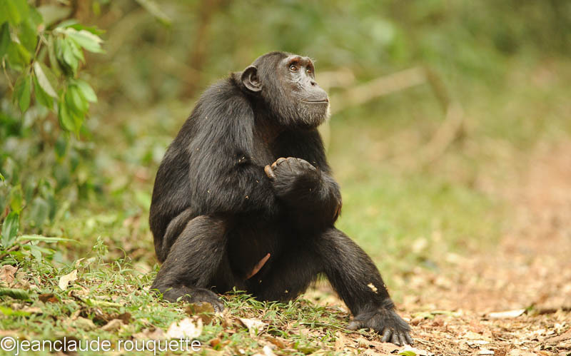 A male looking at one female in heat. - Kibale N.P. Uganda 2012