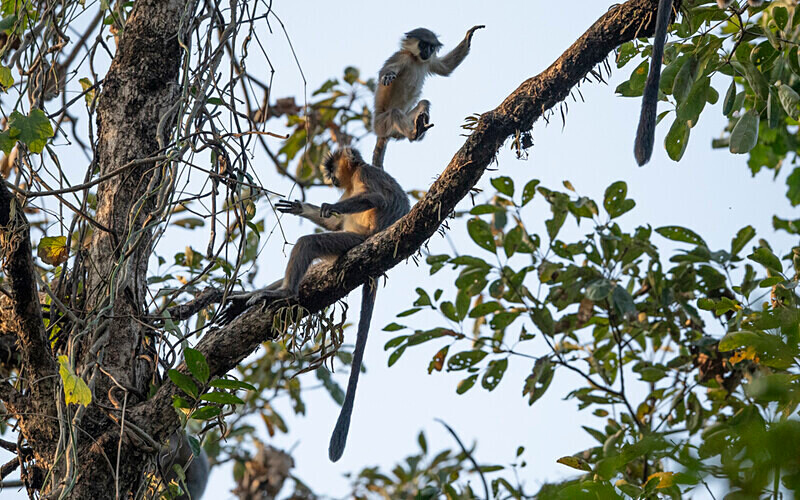 Capped Langur - Manas National Park North East India 2025