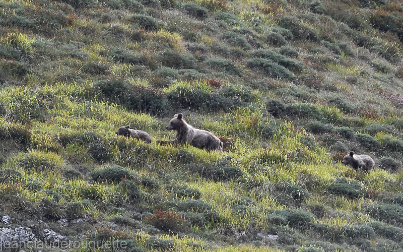 Ourse et petits à la course. - Cordillera Cantabrica 2021