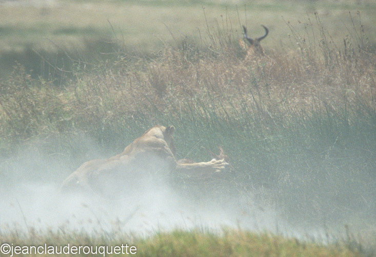 The lionness is catching the calf - Serengeti N.P. and N'gorongoro Tanzania 1998, 2005 and 2006