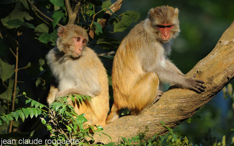 Macaco's couple. - Kanha and Corbet national parks (India 2011)