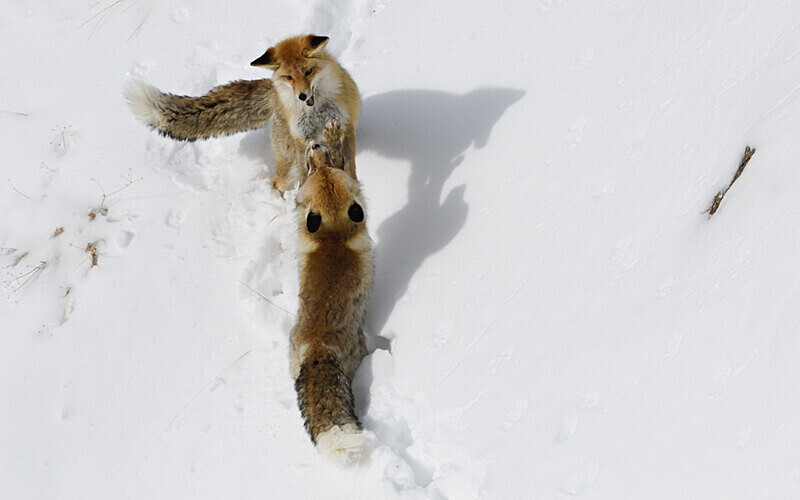 Red Foxes - Spiti panthère des neiges  Inde 2023