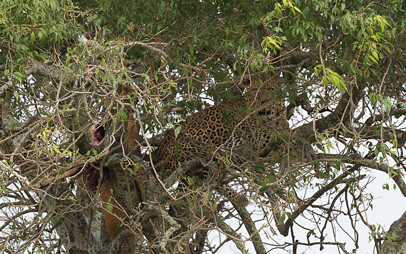 Murchison - Uganda 2016