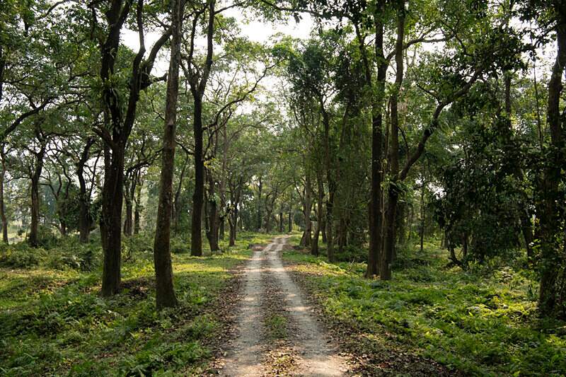 Central gate - Kaziranga National Park Noth East India 2025