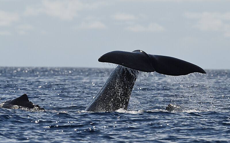 The mother and one calf on the right - Açores 2020