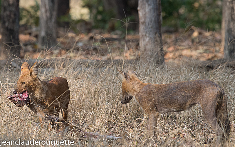 Dholes - Pench national park (India 2016)