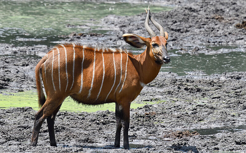  - Dzanga Sangha National Park (République Centrafricaine) 2019