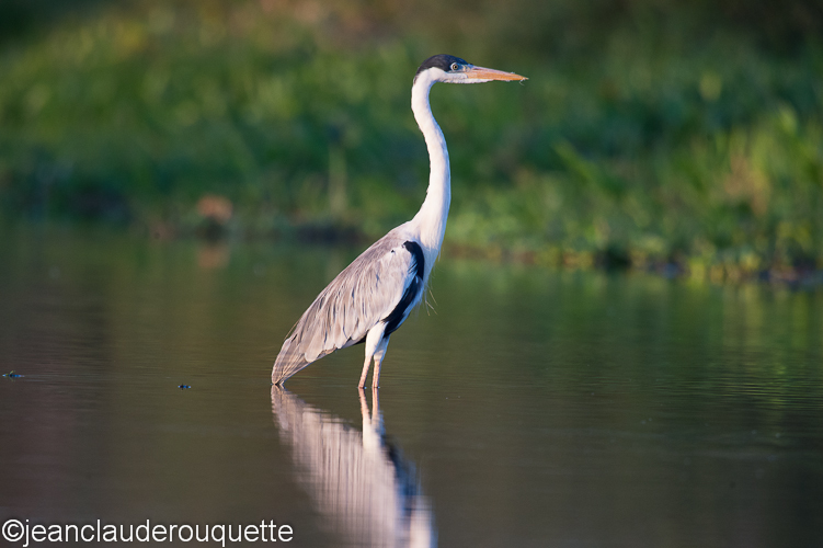 Cocoi heron - Pantanal Brazil 2015