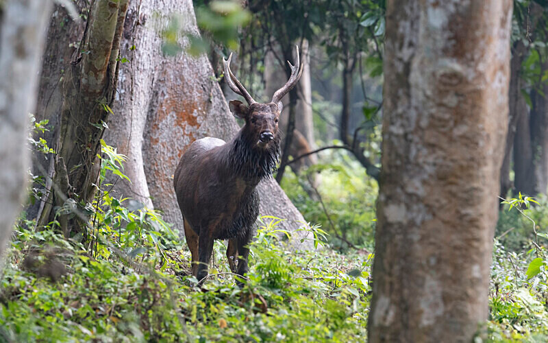 Sambar - Kaziranga National Park Noth East India 2025