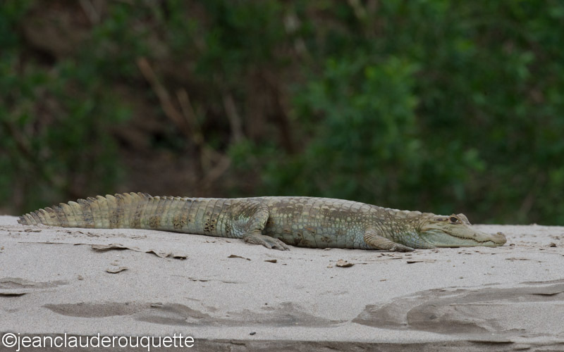 Caïman - Manu national park (Peru 2015)