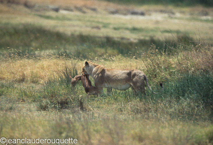 She got it!! - Serengeti N.P. and N'gorongoro Tanzania 1998, 2005 and 2006