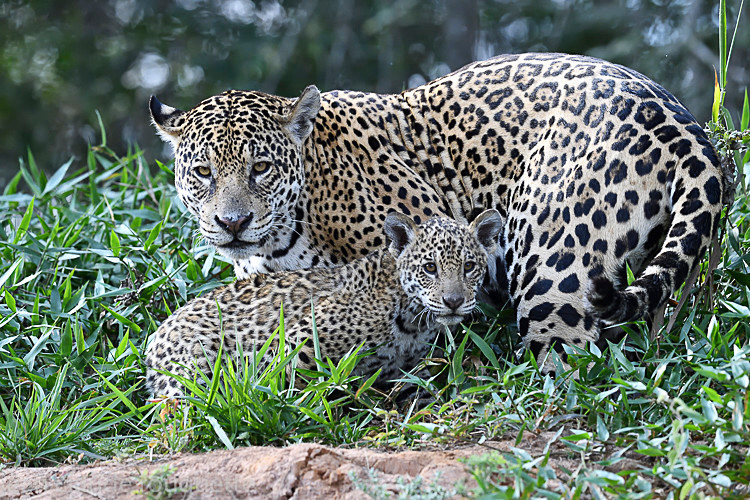  - Pantanal 2018 Porto Jofré