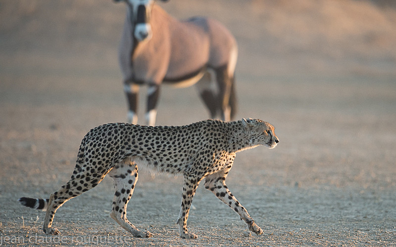  - Kgalagadi transfrontier park (2017)