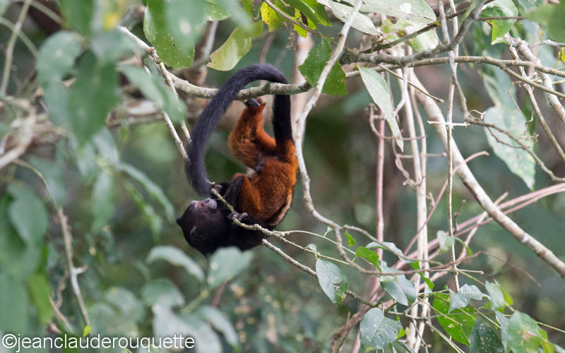 Tamarin Monkey - Manu national park (Peru 2015)